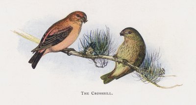 The Crossbill  by Alexander Francis Lydon